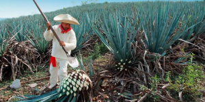 El agave azul y el proceso de elaboración del tequila