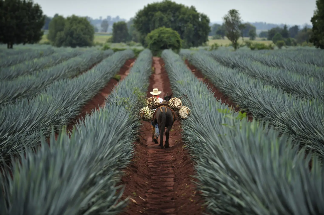Tequila: historia, tipos y marcas más populares en Mexico y en el mundo